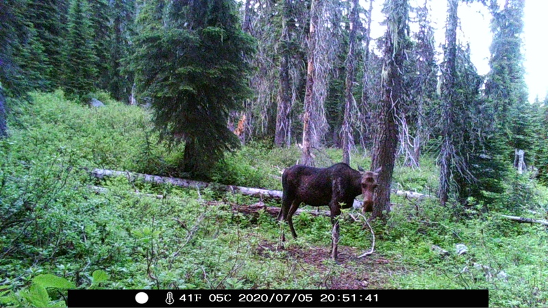 item thumbnail for Cow Moose Looking at Cam