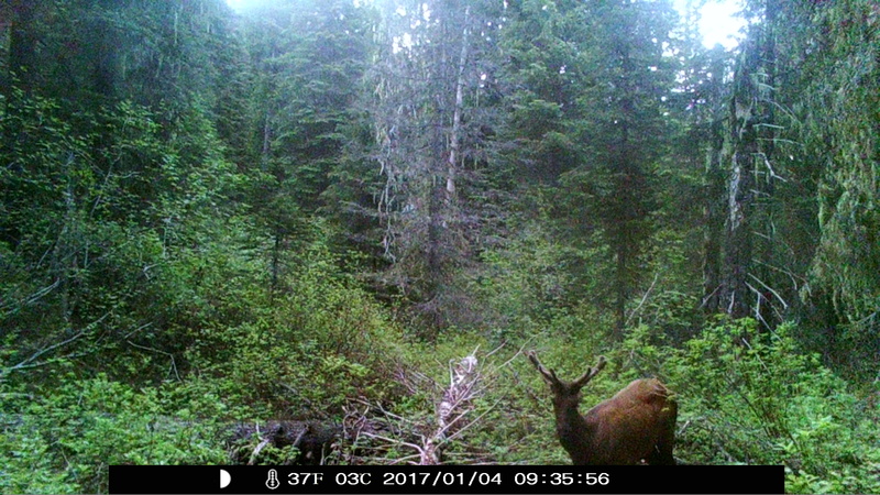 item thumbnail for Elk Faces Cam