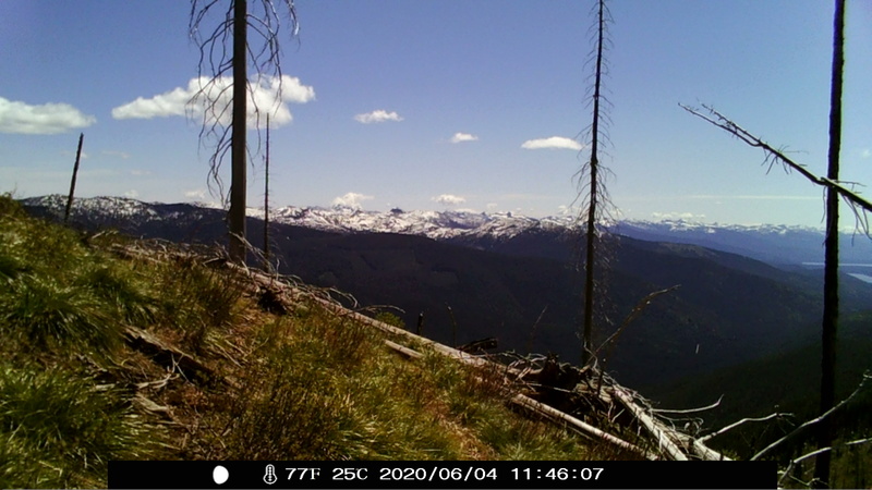 item thumbnail for Selkirk Crest Snags