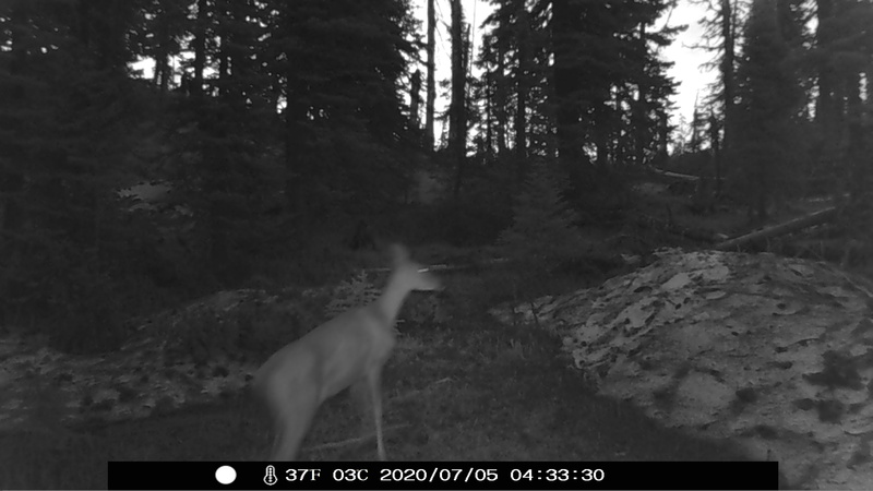 item thumbnail for Whitetail Doe Dawn