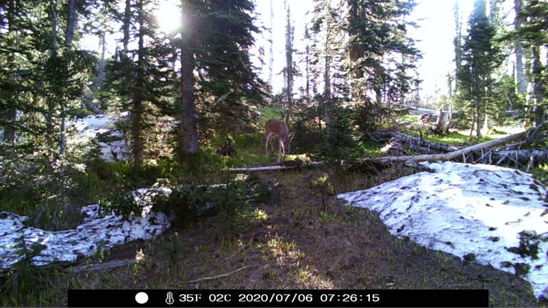 item thumbnail for Whitetail Doe Approach
