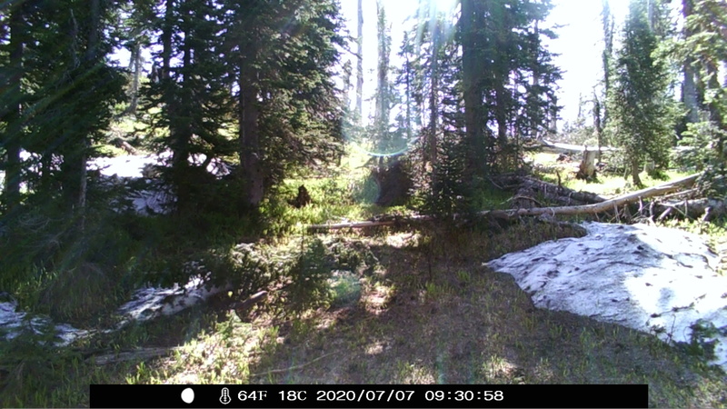 item thumbnail for Morning in the Engelmann/Subalpine Forest