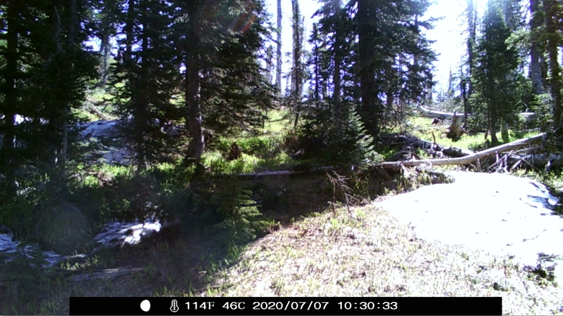 item thumbnail for Morning in the Engelmann/Subalpine Forest