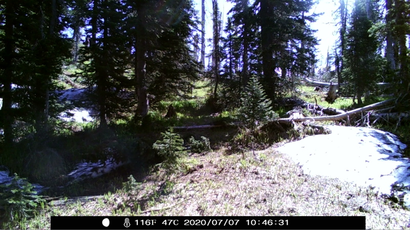 item thumbnail for Morning in the Engelmann/Subalpine Forest