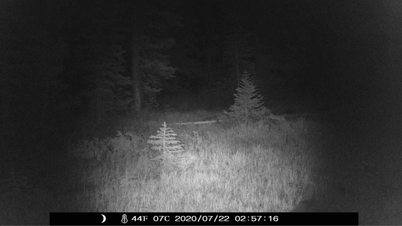 item thumbnail for More Caribou Ghosts