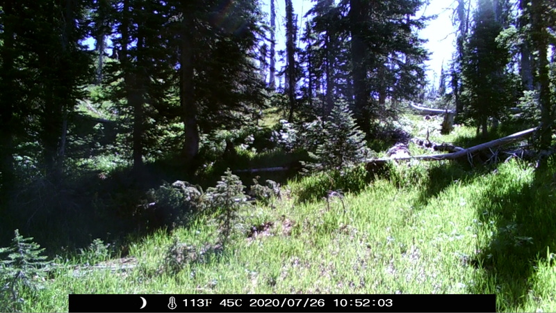 item thumbnail for Late July in the Critical Habitat