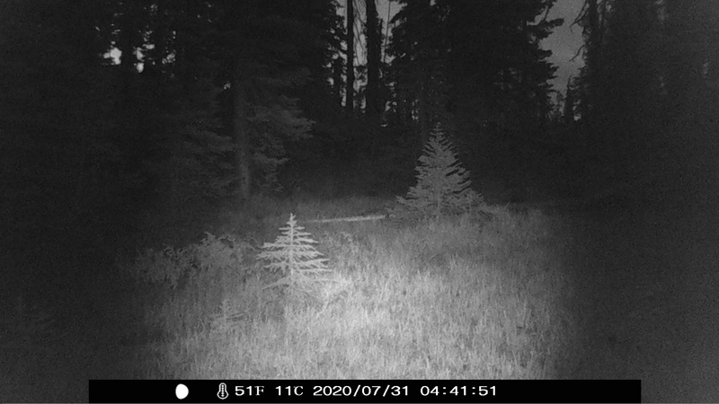 item thumbnail for Dawn in the Trees