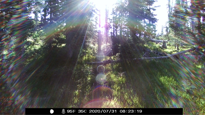 item thumbnail for Sunbeam