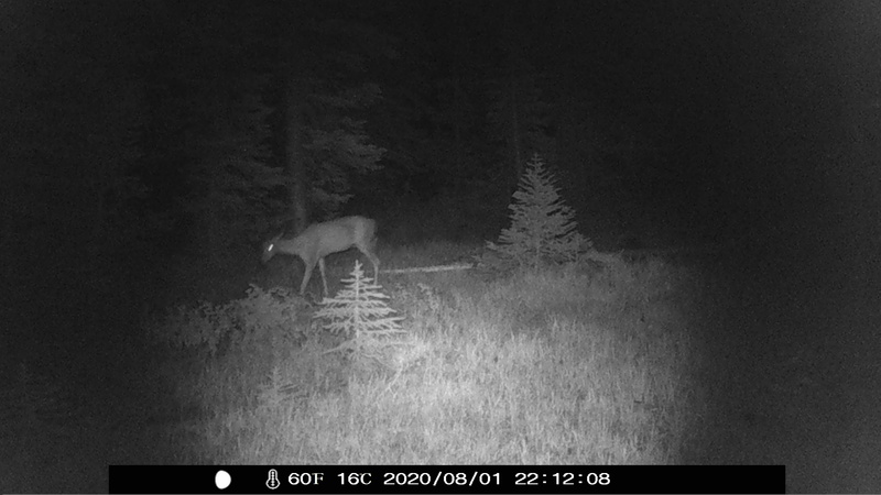 item thumbnail for Mule Deer or Whitetail?