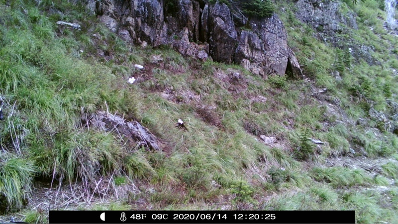 item thumbnail for Salmo Priest Trail