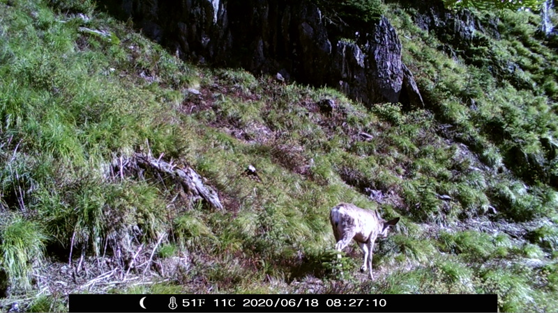 item thumbnail for Doe Traverse