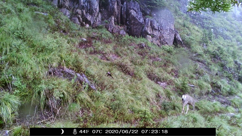 item thumbnail for Mule Doe Departs Right