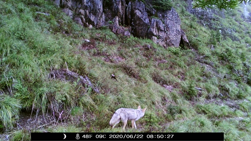 item thumbnail for Coyote Loop