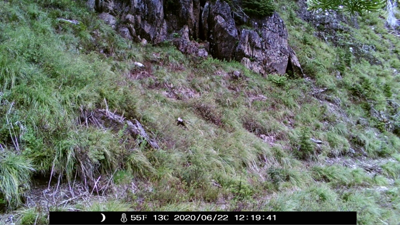 item thumbnail for Blank