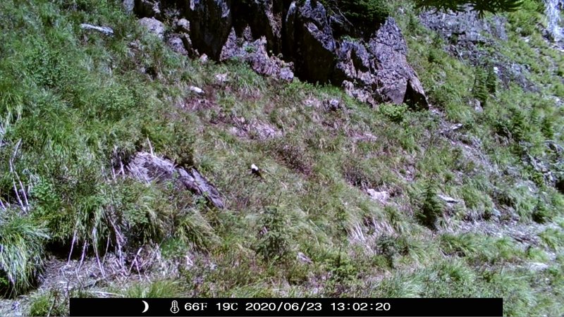 item thumbnail for Blank