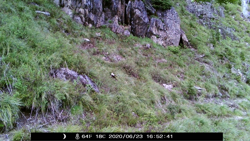 item thumbnail for Blank