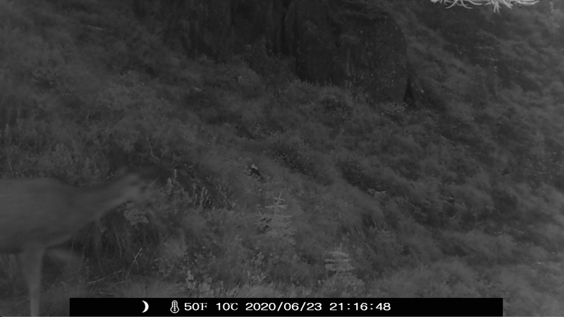 item thumbnail for Night Hike