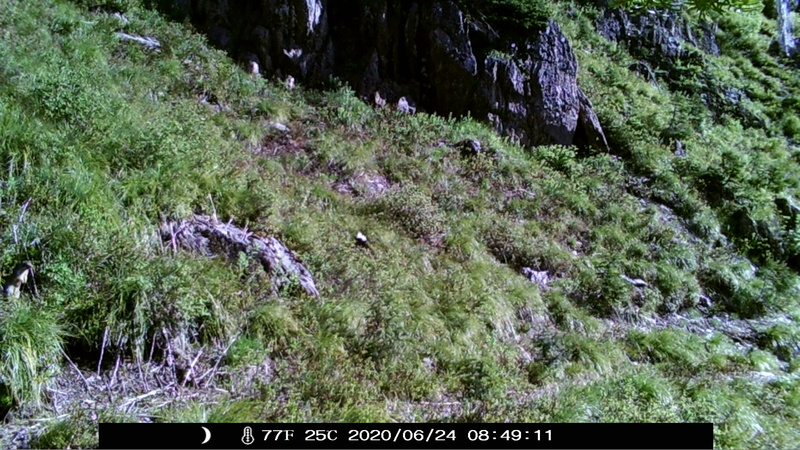 item thumbnail for Blank