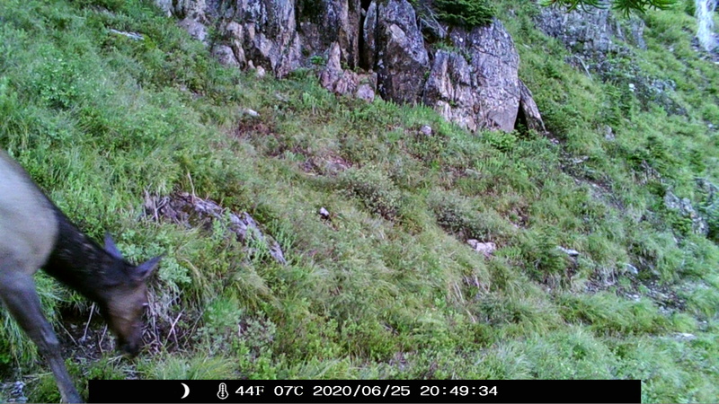 item thumbnail for Cow on the Loop