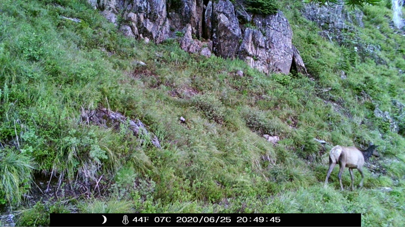 item thumbnail for Cow Departs