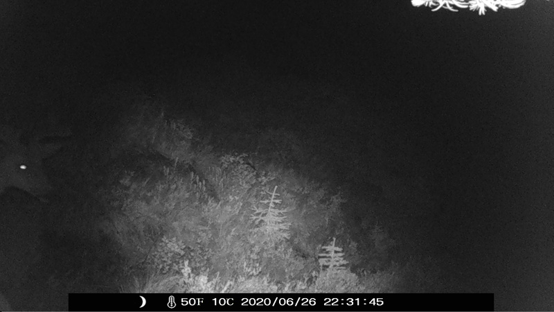 item thumbnail for Buck Face Night