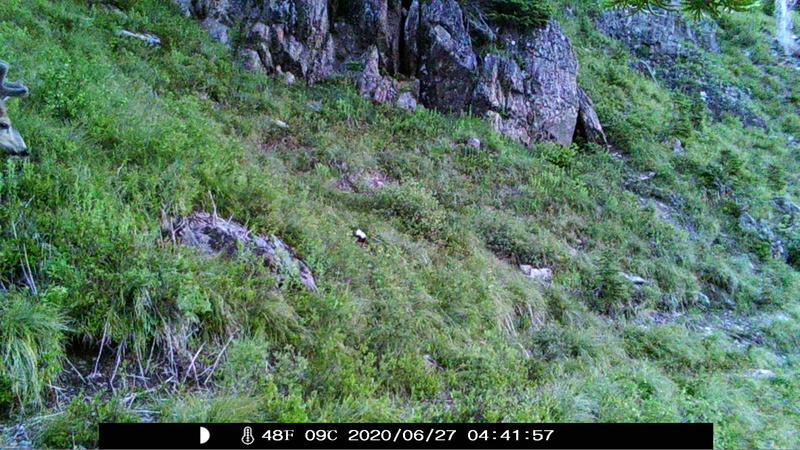 item thumbnail for Buck Profile 