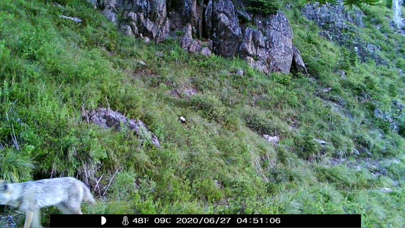 item thumbnail for Coyote Heading West