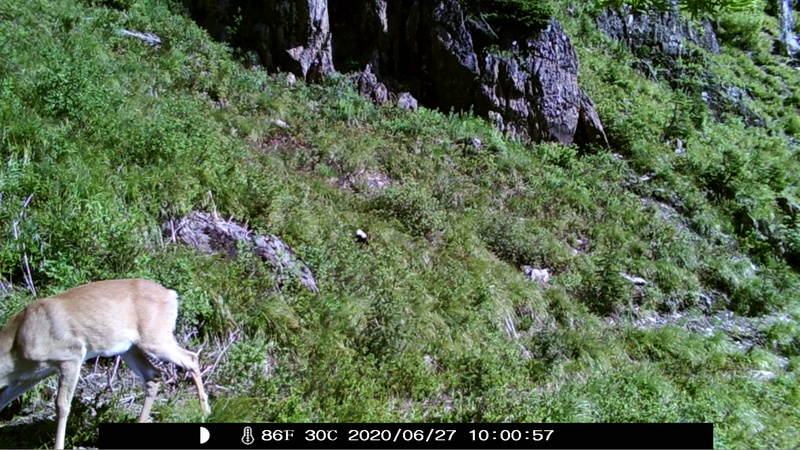 item thumbnail for Summer Coat