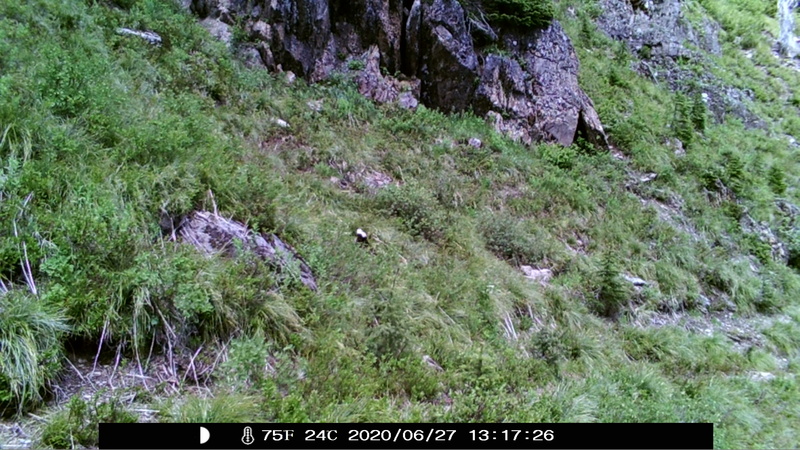 item thumbnail for Wind Trigger