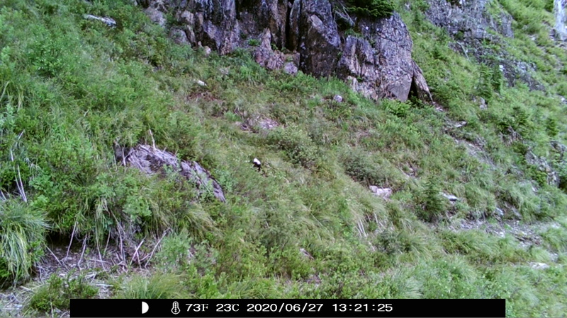 item thumbnail for Wind Trigger