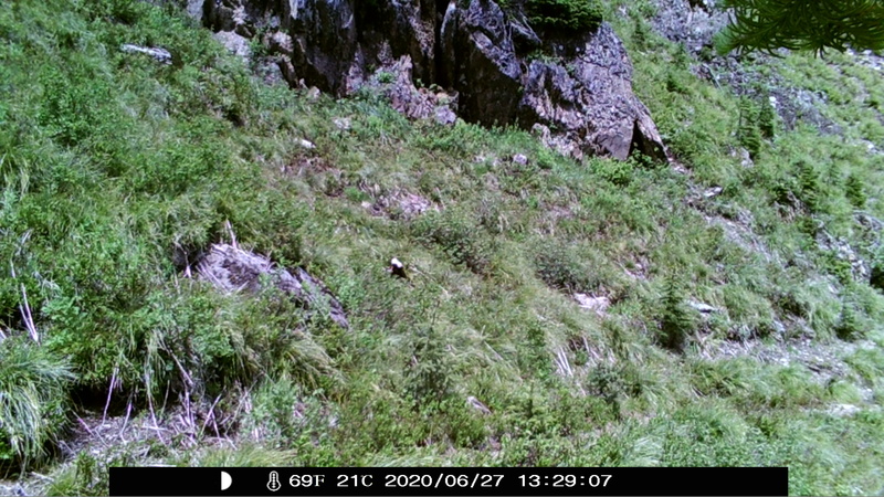 item thumbnail for Wind Trigger