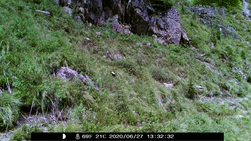 item thumbnail for Wind Trigger