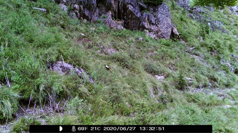 item thumbnail for Wind Trigger