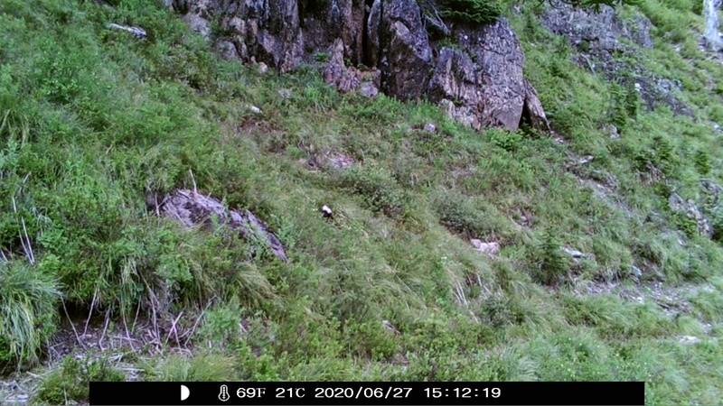 item thumbnail for Wind Trigger