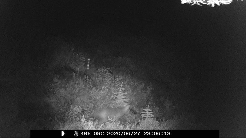 item thumbnail for Foxtrot Night