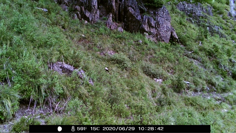 item thumbnail for Blank