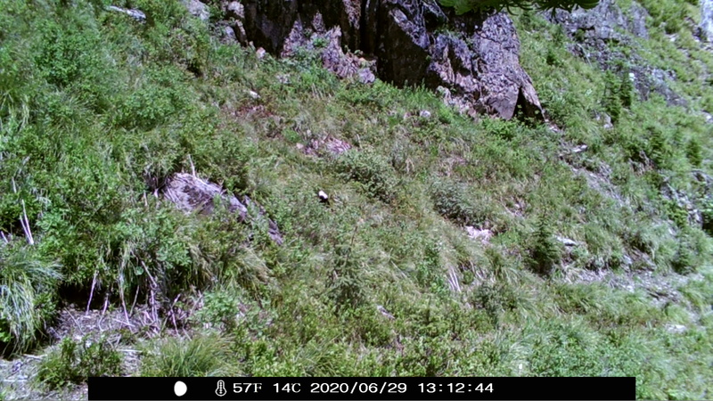 item thumbnail for Wind Trigger