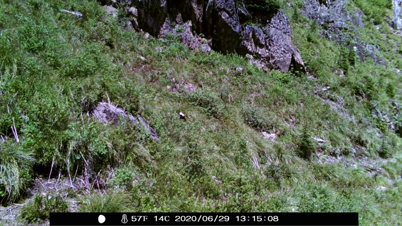 item thumbnail for Wind Trigger