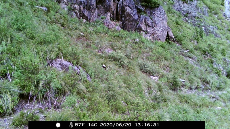 item thumbnail for Wind Trigger