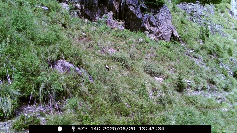 item thumbnail for Wind Trigger