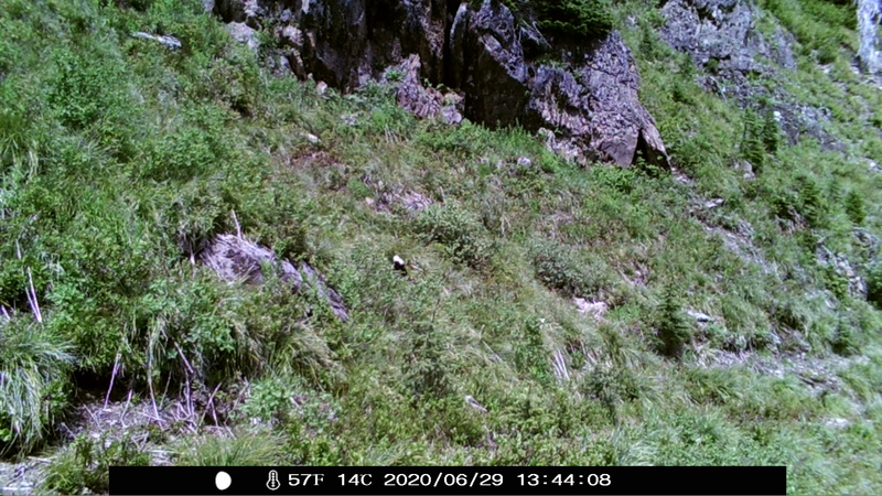 item thumbnail for Wind Trigger