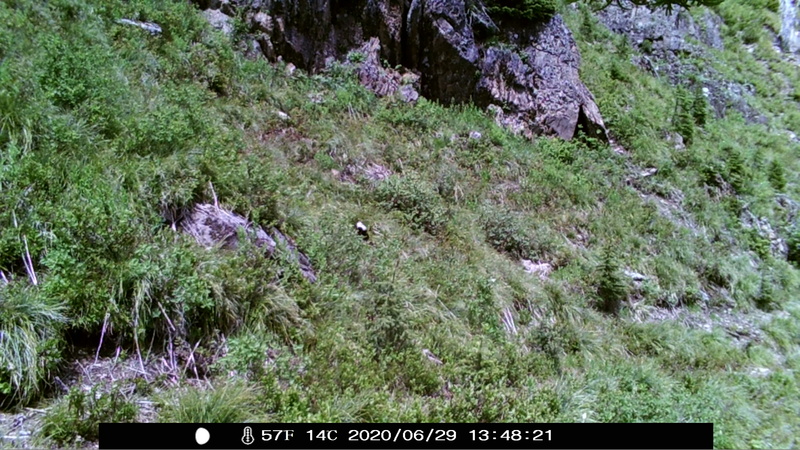 item thumbnail for Wind Trigger