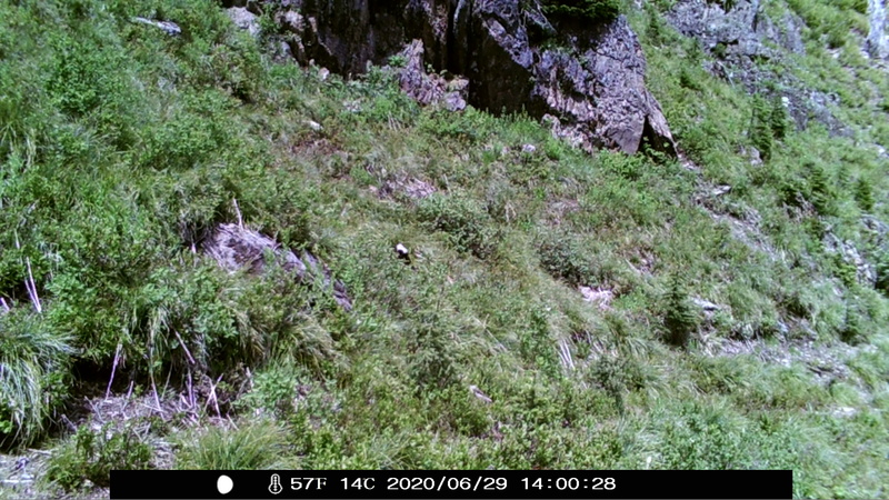 item thumbnail for Wind Trigger