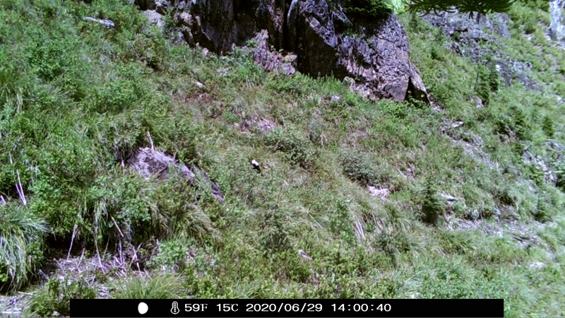 item thumbnail for Wind Trigger