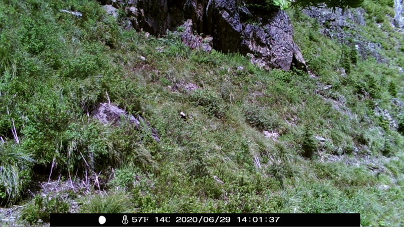 item thumbnail for Wind Trigger