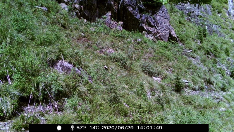 item thumbnail for Wind Trigger