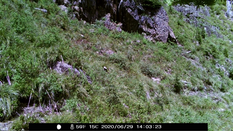 item thumbnail for Wind Trigger