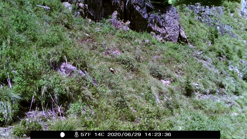 item thumbnail for Wind Trigger