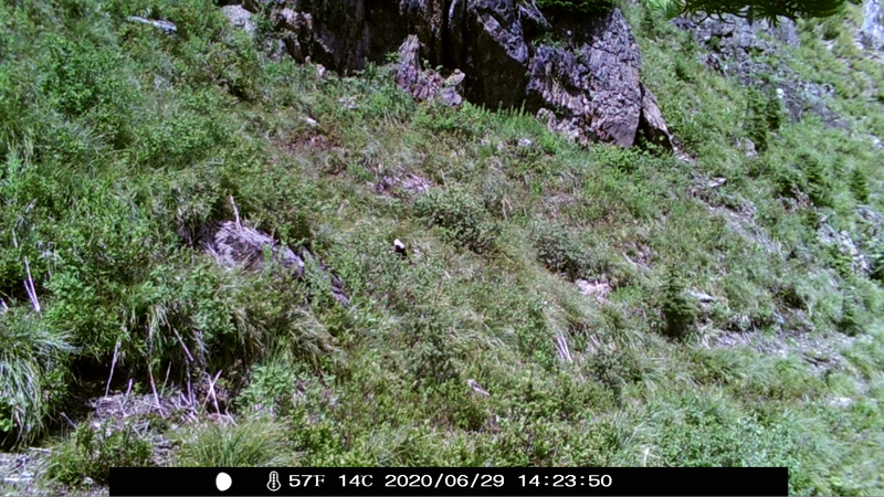 item thumbnail for Wind Trigger