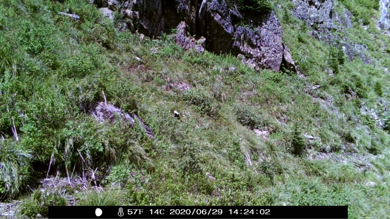 item thumbnail for Wind Trigger